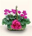 Ss bitkisi, salon ss bitkisi, resimde grdnz iein isimi: Cyclamen 