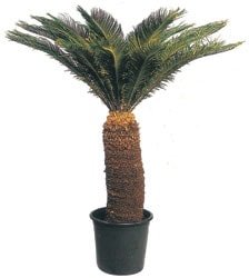 Ss bitkisi, salon ss bitkisi, resimde grdnz iein isimi: cycas