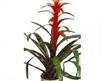Ss bitkisi, salon ss bitkisi, resimde grdnz iein isimi: guzmania